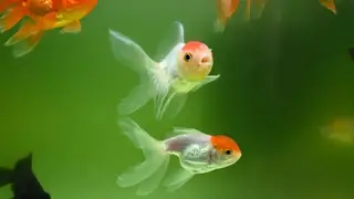 Ilustrasi mimpi ikan mas — erek-erek 2D 30