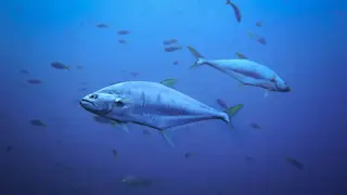 Ilustrasi mimpi ikan tongkol — erek-erek 2D 98