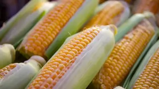 Ilustrasi mimpi jagung — erek-erek 2D 25