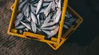 Ilustrasi mimpi jual ikan — erek-erek 2D 01