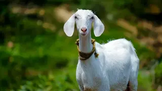 Ilustrasi mimpi kambing — erek-erek 2D 35