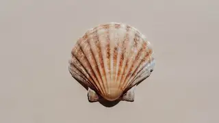 Ilustrasi mimpi kerang — erek-erek 2D 51