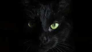 Ilustrasi mimpi kucing hitam — erek-erek 2D 14
