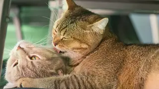 Ilustrasi mimpi kucing kawin — erek-erek 2D 08