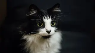 Ilustrasi mimpi kucing — erek-erek 2D 18