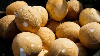 Ilustrasi mimpi kupas kelapa — erek-erek 2D 98