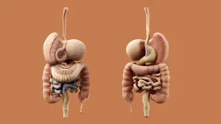 Ilustrasi mimpi lambung — erek-erek 2D 35