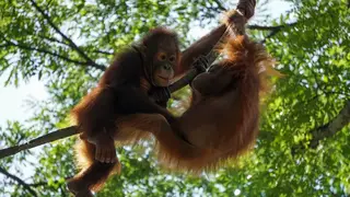 Ilustrasi mimpi orang utan — erek-erek 2D 46