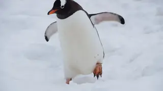 Ilustrasi mimpi pinguin — erek-erek 2D 74