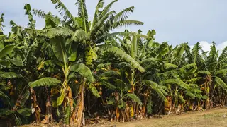 Ilustrasi mimpi pohon pisang — erek-erek 2D 16