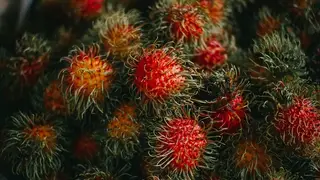 Ilustrasi mimpi rambutan — erek-erek 2D 53