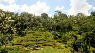 Ilustrasi mimpi sawah — erek-erek 2D 90