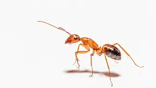 Ilustrasi mimpi semut — erek-erek 2D 73