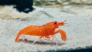 Ilustrasi mimpi udang — erek-erek 2D 31