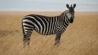 Ilustrasi mimpi zebra — erek-erek 2D 47
